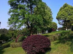 -铁山坪森林公园