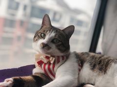 -芭比堂宠物医院·全科爱猫医院·仁德分院