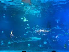 -烟台海昌鲸鲨海洋公园