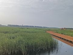 -白洋淀风景区