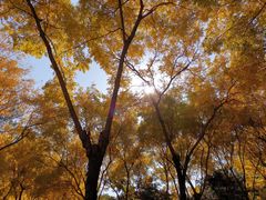 -大兴滨河森林公园