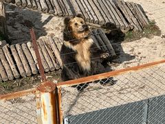 -青藏高原野生动物园