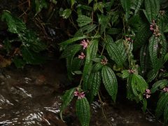 -云南屏边大围山国家公园