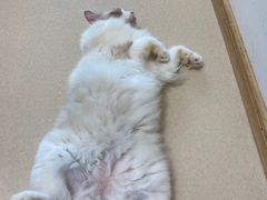 -猫在这儿猫咪咖啡馆·撸猫馆