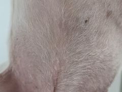 -天津前进宠物医院(前进道店)