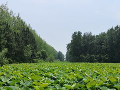 -合肥滨湖国家森林公园