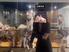 -Husky Go! 哈士奇体验馆·宠物咖啡厅狗咖