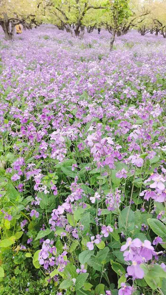 今天没事陪着孩子来滨海新区三鼎园温泉洗浴休闲中心来玩停车免费还是