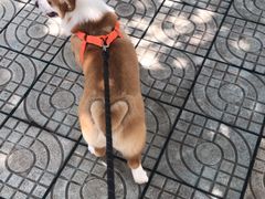 -读宠于你·约克夏比熊·睫角守宫·爬宠售卖(高新店)