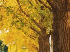 -三里屯东五街银杏大道