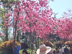 -洛龙公园