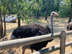 -大连森林动物园