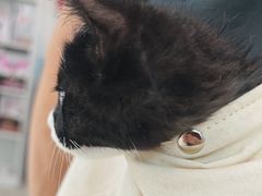 -纳吉亚猫专科动物医院·北北分院
