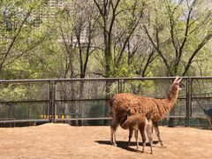 -青藏高原野生动物园