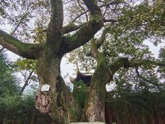 -峨眉山报国寺