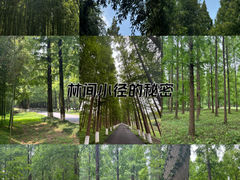 -东台黄海森林公园