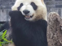 -都江堰中华大熊猫苑