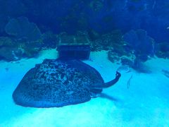 -芜湖新华联大白鲸海洋公园