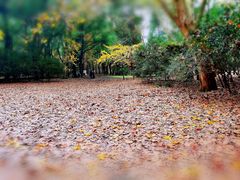 -上海共青森林公园