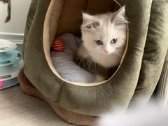 -Bastet sally猫舍购宠(静安店)