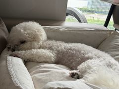 -博特宠物医院24h犬猫全科.骨科·异宠