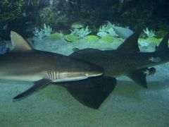 -悉尼海洋生物水族馆