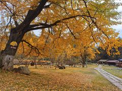 -千年银杏谷文化旅游区