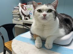 -关爱动物医院·心脏·中兽医·异宠(金牛路分院)