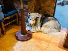 -more than meow吴止猫主题餐厅(承德 中船汇店)