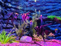 -上海海洋水族馆