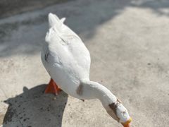 -Club Med地中海俱乐部·桂林度假村