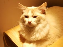 -飞行喵MR PILOT|猫舍·猫咖(静安大融城店)