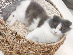 -飞行喵MR PILOT|猫舍·猫咖(静安大融城店)