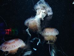 -成都浩海立方海洋公园