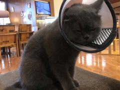 -喵园·猫主题咖啡厅·撸猫·猫咖(国贸店)