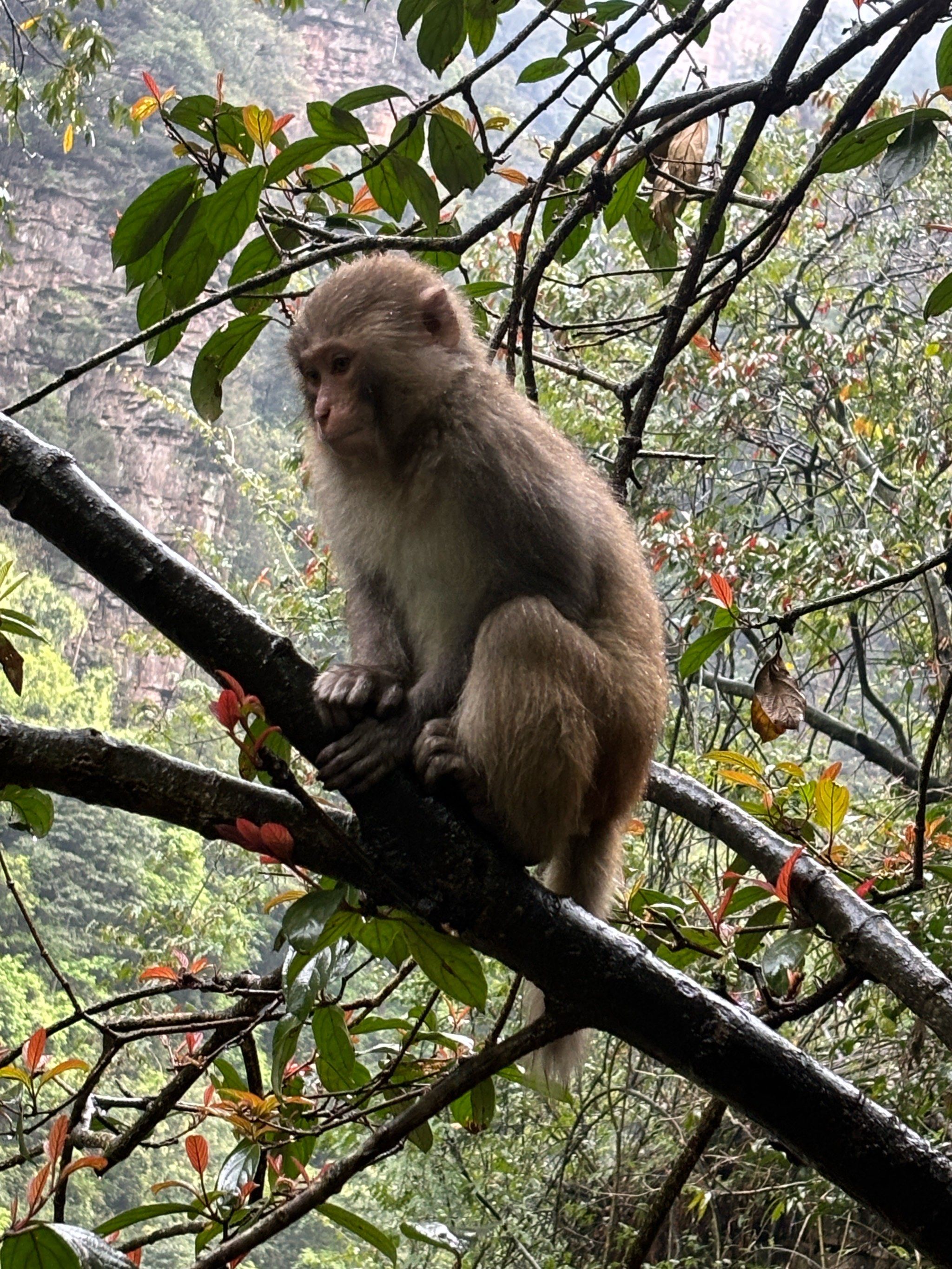 猴子成精 张家界国家森林公园风景好,打卡天梯,还有特色小吃葱油饼