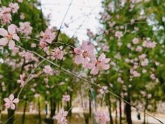 -北京十三陵国家森林公园蟒山景区