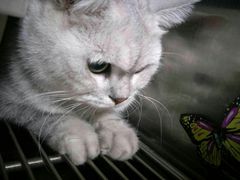 -安安宠医宠物医院·异宠·犬猫内科(岳阳分院)