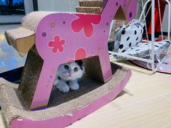 -momokira米努特·德文卷毛猫·棉花面纱犬