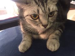 -鼓捣猫呢主题猫咖店