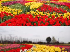 -荷兰花海