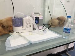 iphone_upload_pic-佳怡动物医院·平价24小时·猫专科骨外科