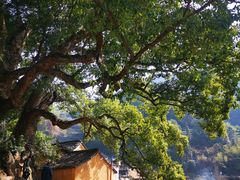 -杨家堂村