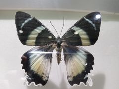 -上海昆虫博物馆