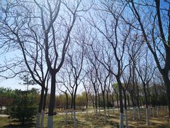 -永定河休闲森林公园