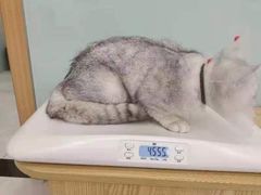-中农大我爱我爱动物医院·核磁CT·猫病·24小时夜诊中心(石佛营店)