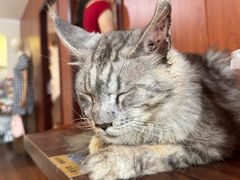 -楼上猫咖(罗湖店)