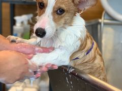 -PETKIT小佩宠物(古北店)