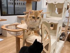 -有喵·猫咖·狗咖·30几只猫10只小狗(岗厦店)