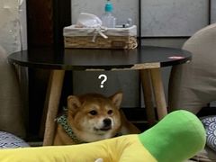 -逗柴咖啡屋·狗咖猫咖宠物桌游
